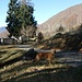 Alpe Nove Fontane : La reginetta .... Ambra