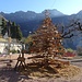 An interesting Christmas tree in Rovio...