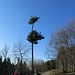 Baum mit Wachstumsstörung