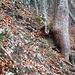 Die rutschigen Felsen links des Baumes stellen im Abstieg die Schlüsselstelle dar, auf zwei Metern wird das T2 klar überschritten 