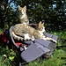 <br /><b>Minouche und Manouche, die Katzen von Teid</b>