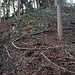 Der Kamm der Rippe ist vor einem Jahr (Winter 2014/15) stark ausgeholzt worden