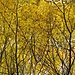 im schönen Herbstwald