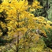 im schönen Herbstwald