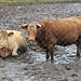 Bio-Rinder - ein Massentierhaltungsstall scheint im Vergleich dazu als Hort der Hygiene und des Tierwohls