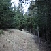 <b>Il “Sentiero Alpino Calanca” entra immediatamente nell’abetaia, in alcuni tratti decisamente fitta e scura. </b>