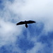 Gypaète barbu : un oiseau majestueux et une observation qui nous a fait un énorme plaisir 