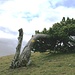 die letzten Meter zur Hasenmatt; mit etwelchen kuriosen Baumformen
