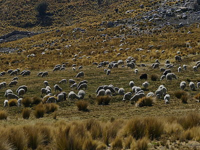Nur Schafe kommen mit dem spärlichen Bewuchs zurecht und haben ihr Auskommen