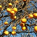Kakibaum voller Früchte