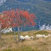 Schafe am Monte Misone