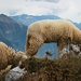 Schafe auf dem Monte Misone