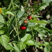 Woodland Strawberry, Wald-Erdbeere (Fragaria vesca)