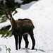 Chamois looking at me