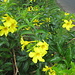 ein Strauch mit attraktiven gelben Blüten