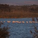 Flamingos in der Rambla de Morales.