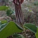 Krumstab (Arisarum vulgare), ein hier sehr häufige Pflanzenart aus der Familie der Aronstabgewächse (Araceae). 