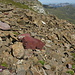 Interesting rock colors below Wissmilen pass.