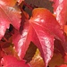 rote Blätter an einer Hauswand