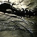 Piccole stalattiti