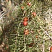Stech- oder Zedern-Wacholder (Juniperus oxycedrus)