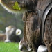 Im Appenzellerland haben die Kühe noch Namen. Man beachte die Markierung am Ohr...