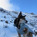 Suni sotto la croce del Resegone