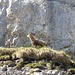 A chamois (Gämse) is trying to decide which way to go.