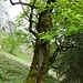 An old tree below Bockmattli.