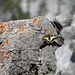 Ein Schwalbenschwanz auf dem Gipfel