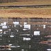 ... mit den aussergewöhnlichen Eisschollen