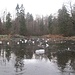 ... Gerzensee(li)