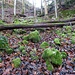Abstieg durch den Hinterbergwald ...