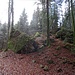 wir verlassen diesen beeindruckenden [http://www.peter-hug.ch/lexikon/kernwald Chärwald] ...