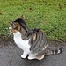 ... mit süsser - unserer Mizzi ähnelnden - Katze ...