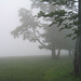 Geisterbäume: Nebel auch im Abstieg nach Schwämi