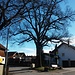 Bei dem Baum geht's nach links in die Sternstraße 