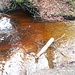 Mooriges Wasser