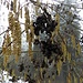 "Kätzchen" (Blütenstände) und Fruchtstände der Erle ...