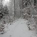 friedlicher Winterwaldmarsch