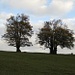 Bäume auf dem Grat: Vom Wetter gezeichnet