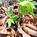 Heleborus viridis L.<br />Ranunculaceae<br /><br />Elleboro verde.<br />Hellebore vert.<br />Grüne Nieswurz.