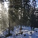 Aufstieg durch den (teils schneearmen) Wald zur Ennstalerhütte