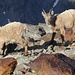 Steinböcke vor der Hütte