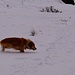 Qualcuno deve ricordarsi ancora che il manto bianco non pestato è assai più faticoso..