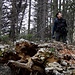 Sopra questa radice riscrescono molti pinetti