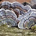 Armonie della natura