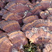 Funghi