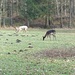 Im Wildpark Landsberg; die kleinen Schweinchen habe ich nicht fotografiert, eine allseits bekannte Userin hat ja schon reichlich Bilder von ihnen eingestellt