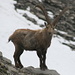 Ibex, there were lots and lots, I counted about 20